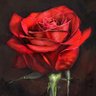 Profilbild von SecretLettersFromTheRose