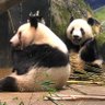 ぱんれい🐼🌻🥕 的头像