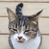 Profilbild von Fur Ball