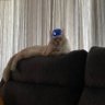 Curren's profile picture
