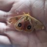ignis profil fotoğrafı