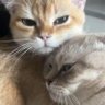CA profil fotoğrafı