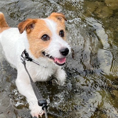 Pくん's profile picture