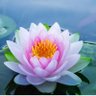Ma. de Lourdes 的头像