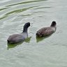 MrDuck 的头像