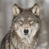 Profilbild von Canis Lupus