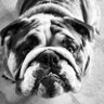 Allan boroughf's profile picture