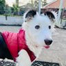 baba-jaani's profile picture