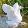 Ashish Iron Chain Bank 🟧 (✸,✸)⛺ #camper4life profil fotoğrafı