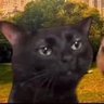 Direwolf's profile picture
