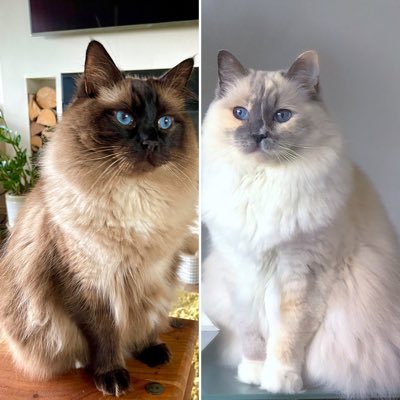 Betty_Boo_Kat's profile picture