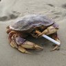 Crabycrab M.Craber 的头像