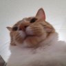 Profilbild von ้ฟ่ฎ๐ป๐ผ๐ต๐ถ๐ฅข