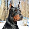 Фото профиля TheDoberman