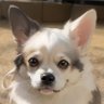 Dogstalk profil fotoğrafı