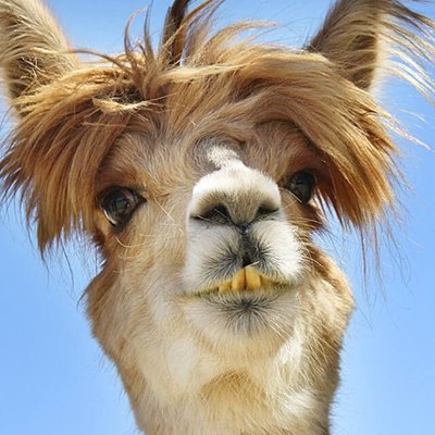 IdiotsOnCams's profile picture