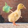 Profilbild von 🐤🐤چوچا جی 🐤🐤