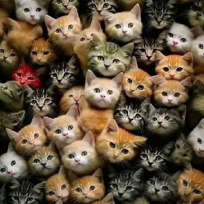 🐈's profile picture