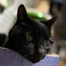 ちゃーこ's profile picture