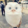 Profilbild von hiba