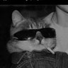 Profilbild von Psyop_Cat