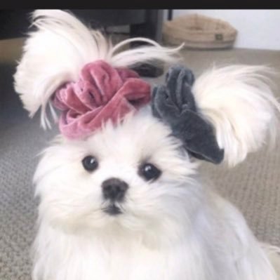 아융 ･ᩚω･ᩚ's profile picture