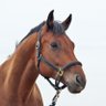 hipismo_libre profil fotoğrafı