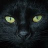 Фото профиля GATITO MUY FEROZ