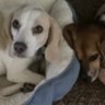 Profilbild von BeagleMania