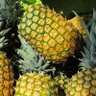 a bunch of pineapples's profile picture