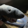 Profilbild von Sharky Sharklton