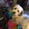 Maizy Pace profil fotoğrafı