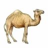 ختيار عنتاب 的头像