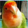 🦜ナミ、0916's profile picture