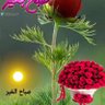 Фото профиля KHALID MAHMOOD ANJAM