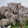 リンゴ息子 的头像
