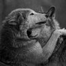 🐺 Wolf 🌕 的头像