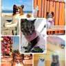 Profilbild von 飼い主は犬連れ電車キャンプ【えりぇりッ】🦋🐶いぶぅ犬💖太輔猫😻🐾🦋🌈💖