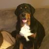 Berner / Rottie Mom's profile picture