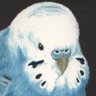 Profilbild von 自宅警備インコ