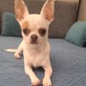 Chipie 的头像