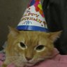 zorro's profile picture
