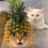 Ms Pele's profile picture