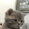 Ahmet Genç's profile picture
