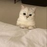 Shreya profil fotoğrafı