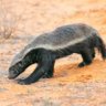 Profilbild von HoneyBadger