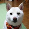 まさじ@💢怒り新党's profile picture