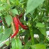 Фото профиля ابو نواس