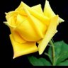 ورده's profile picture