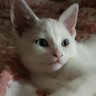 sweepea's profile picture